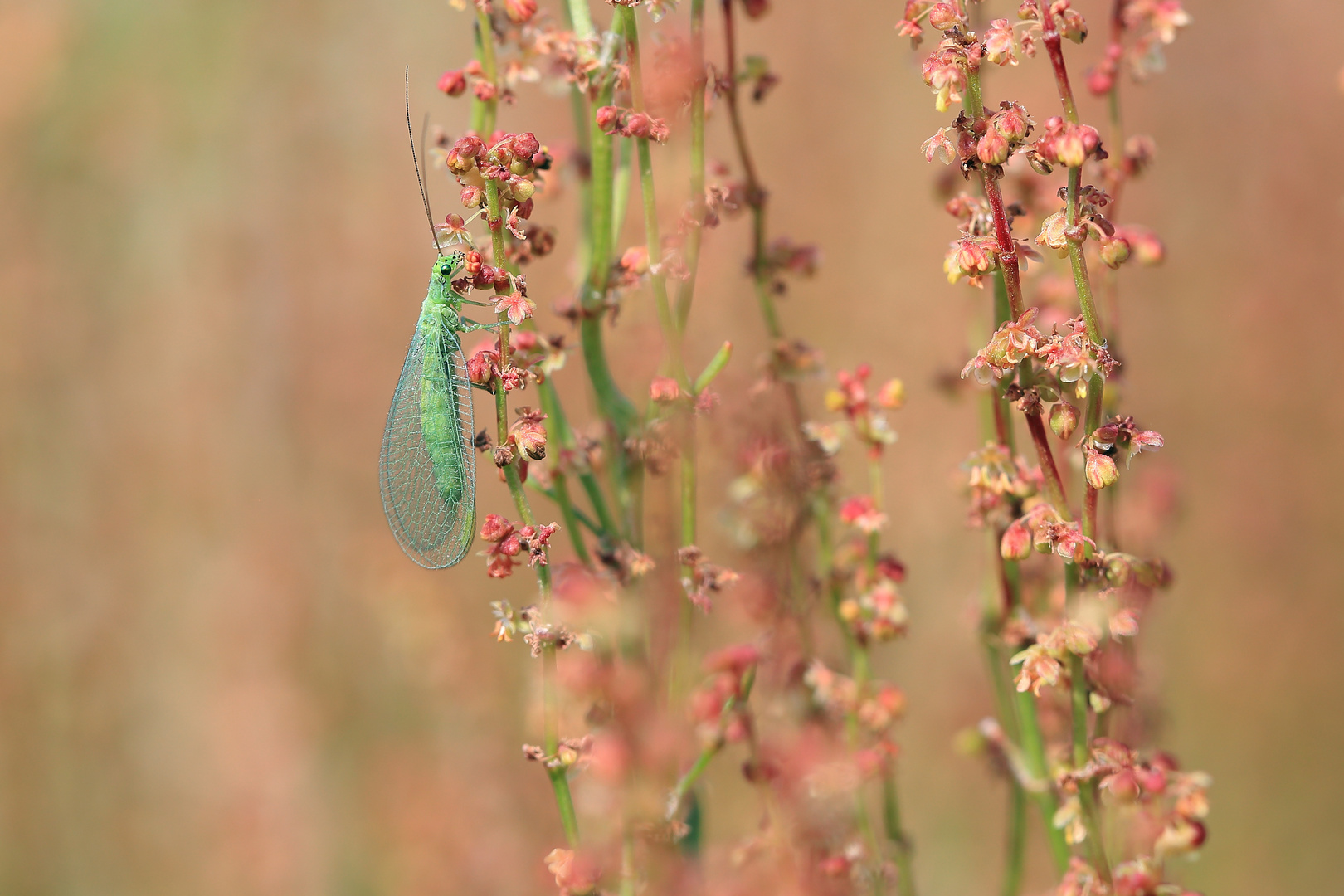 Chrysopinae