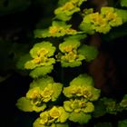 chrysoplenium alternifolium