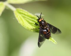 Chrysops cf viduatus...