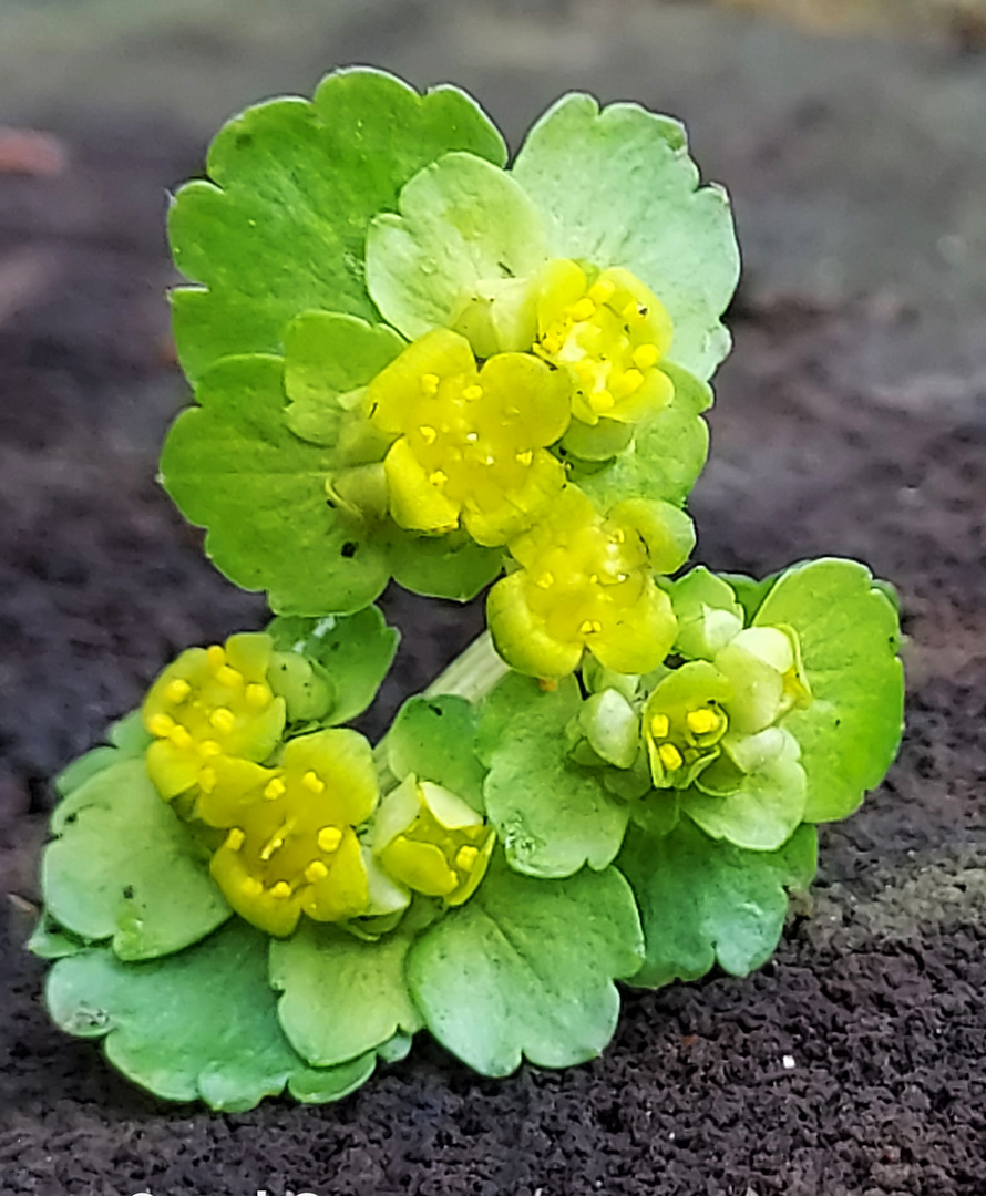 Chrysosplenium alternifolium