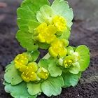 Chrysosplenium alternifolium