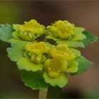 Chrysosplenium alternifolium