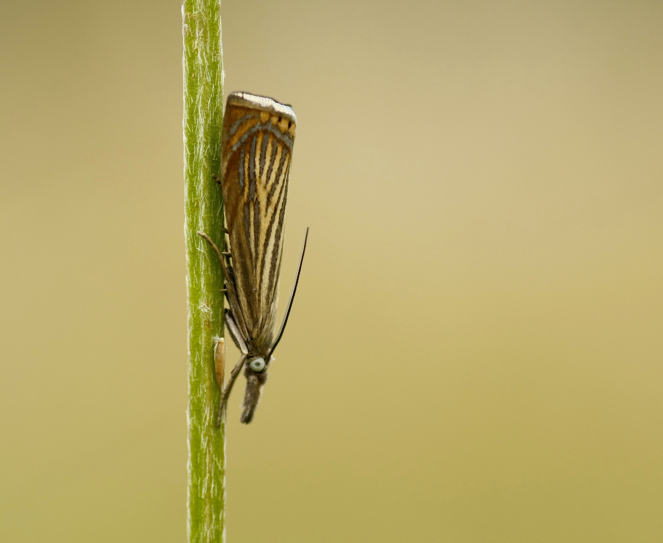 Chrysoteuchia culmella