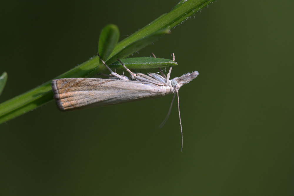 Chrysoteuchia culmella - Rispengraszünsler