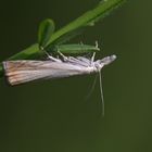 Chrysoteuchia culmella - Rispengraszünsler