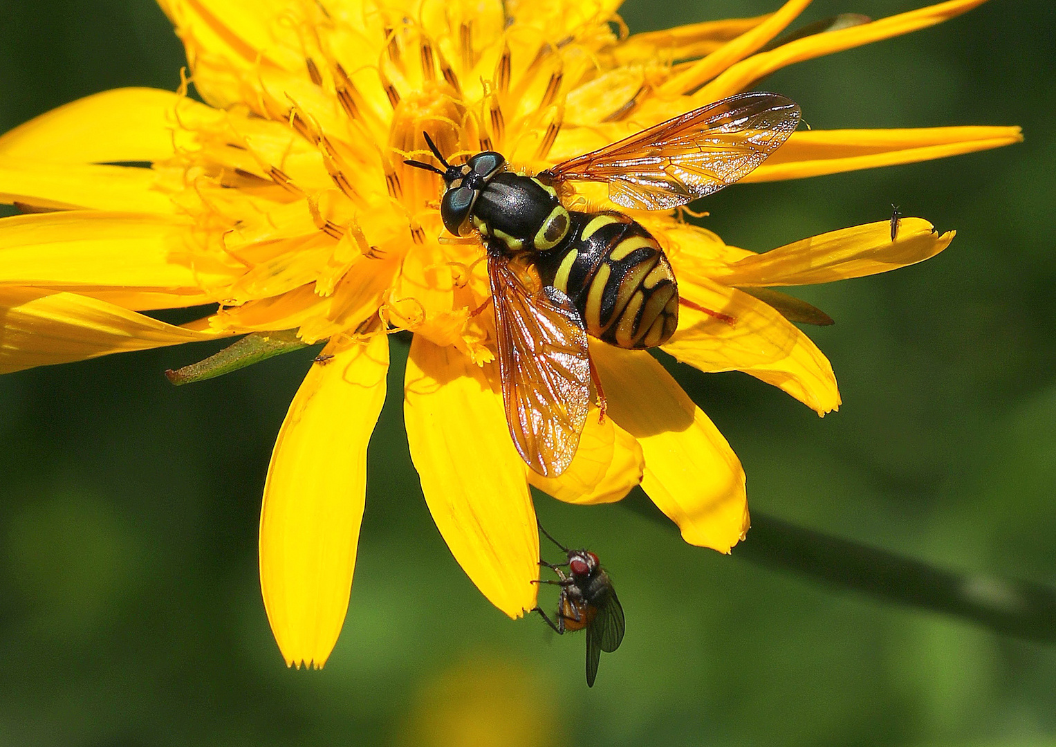 Chrysotoxum elegans et la mouche...!