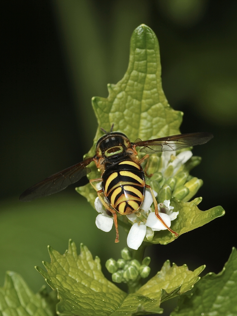 CHRYSOTOXUM VERRALLI - eine nicht häufige, recht große Schwebfliege