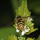 CHRYSOTOXUM VERRALLI - eine nicht häufige, recht große Schwebfliege