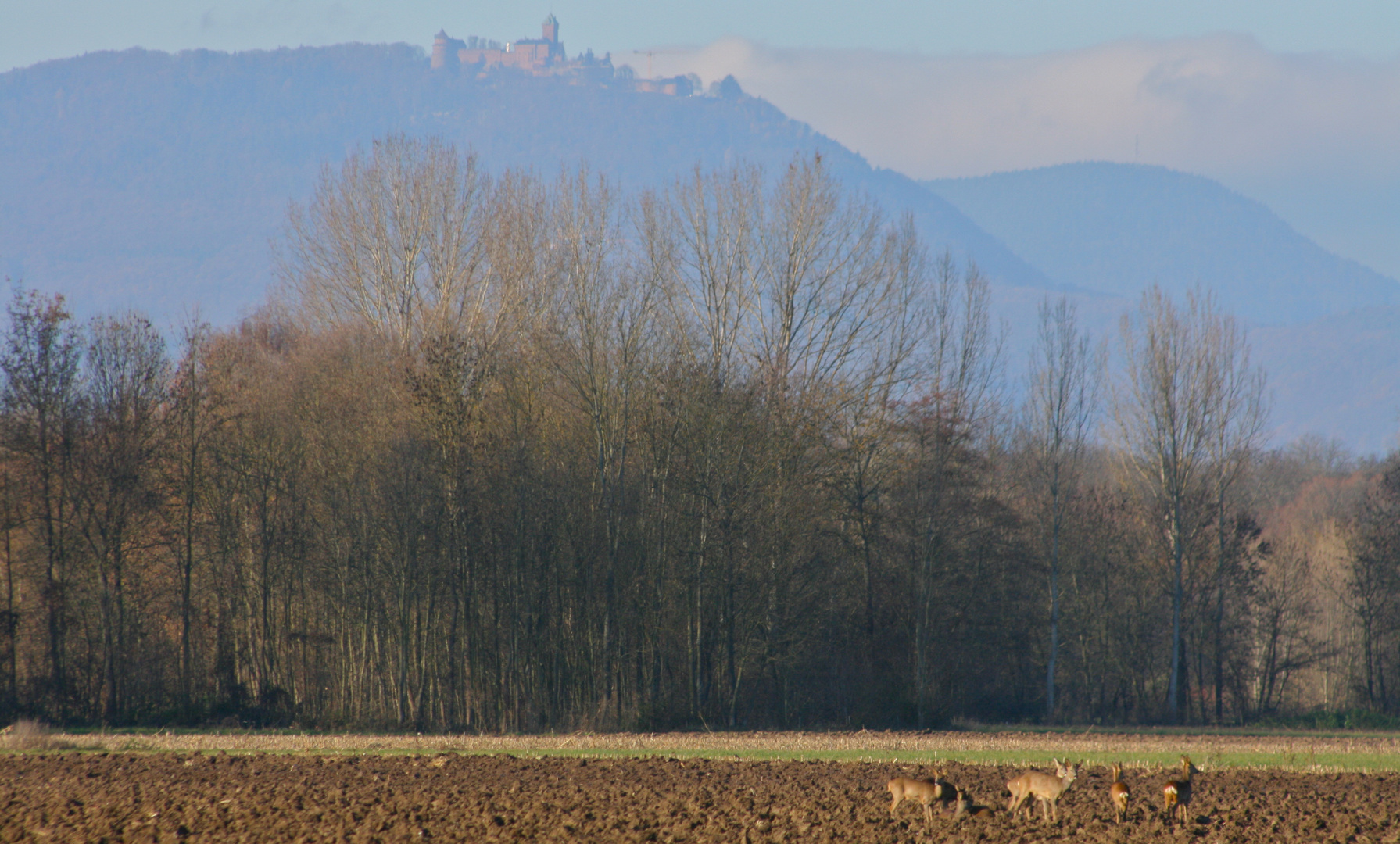 Château du Haut Koenigsbourg - troupeau de bîches