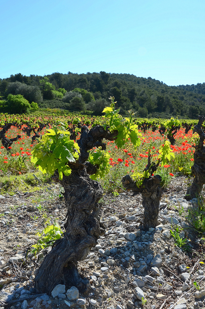 Château Ricardelle BLASON Coteaux du Languedoc La Clape AOC