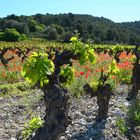 Château Ricardelle BLASON Coteaux du Languedoc La Clape AOC