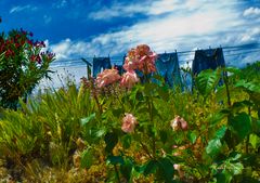 Châteaudouble, du linge qui sent bon la rose