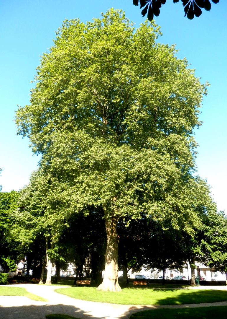 Châtillon-sur-Seine (4)