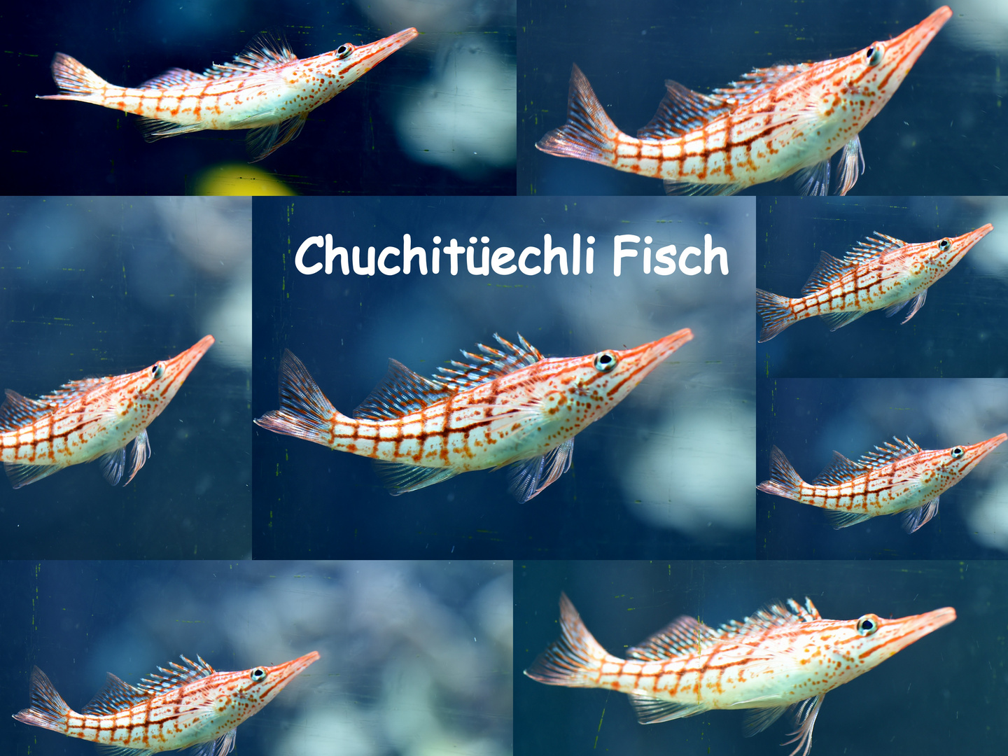 Chuchitüechlifisch