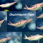 Chuchitüechlifisch