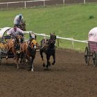 Chuckwagon Race