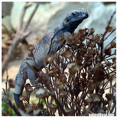 Chuckwalla