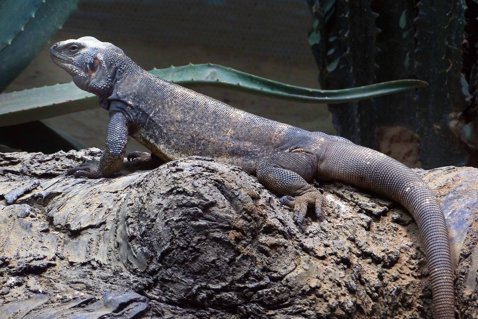 Chuckwalla -1- (ZOO NEUWIED) 