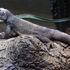 Chuckwalla -1- (ZOO NEUWIED) 