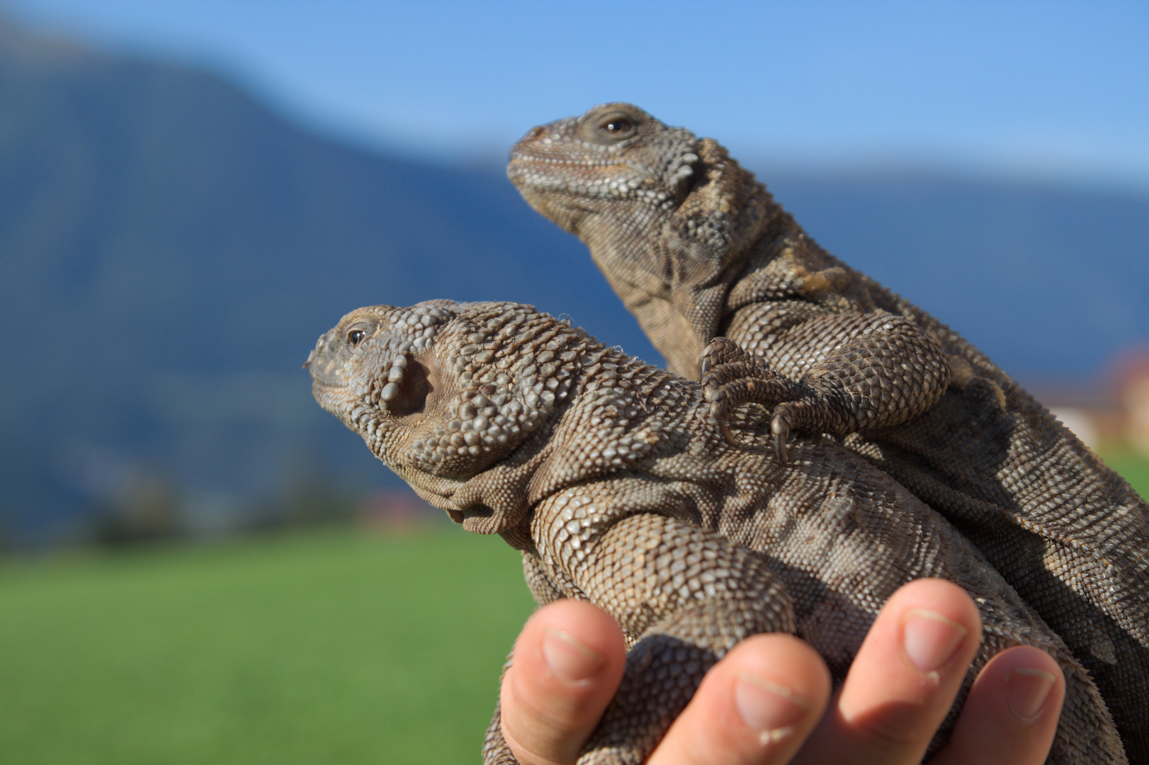 CHUCKWALLA