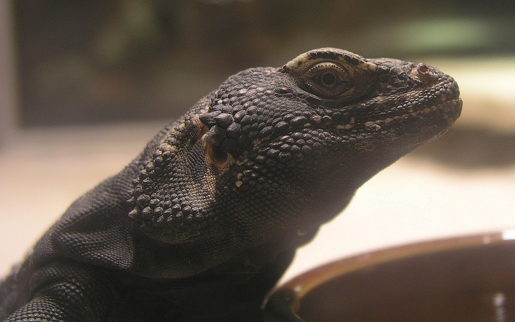 Chuckwalla