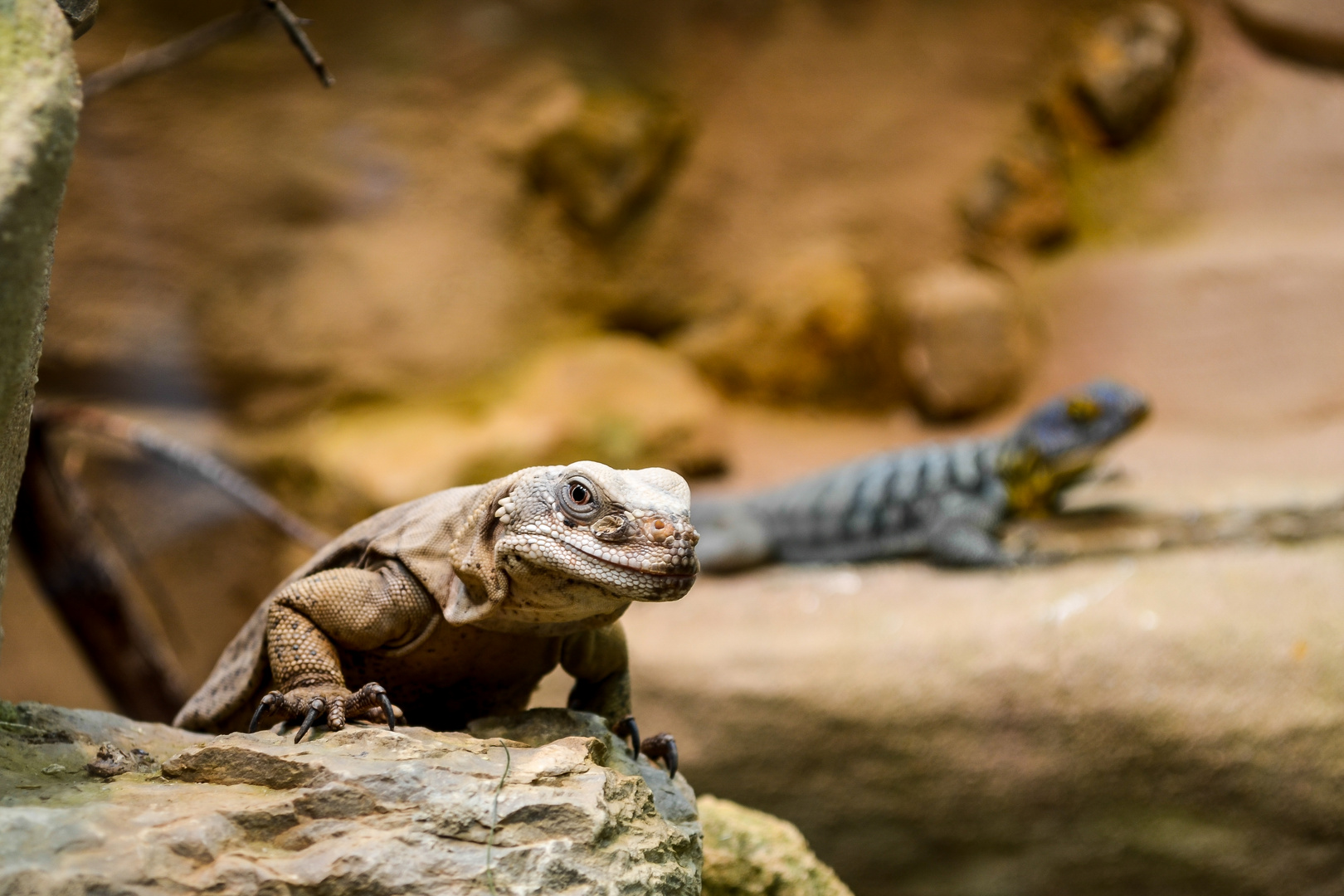 Chuckwalla