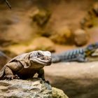 Chuckwalla