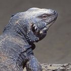 Chuckwalla -2- (ZOO NEUWIED)