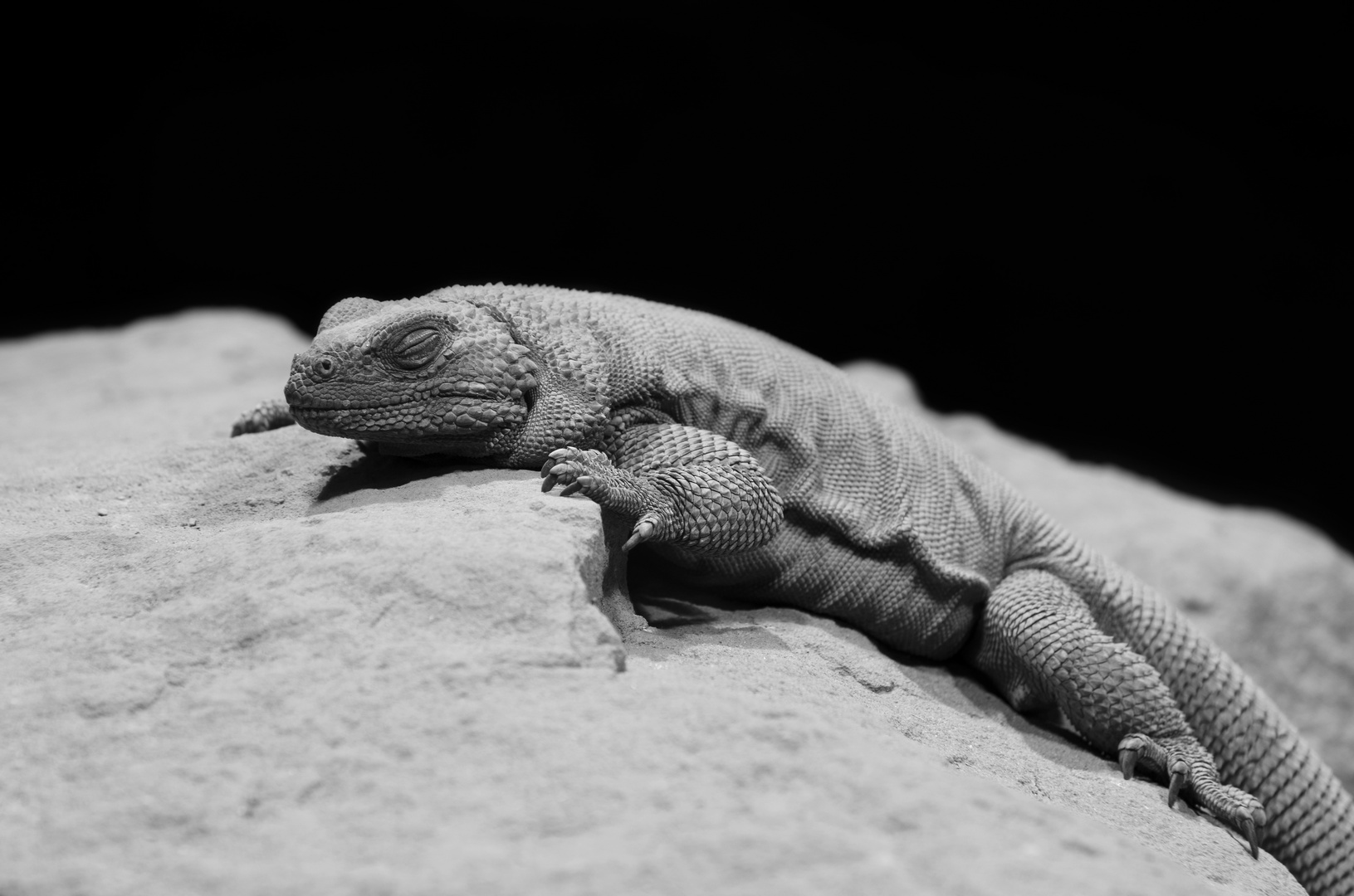 Chuckwalla