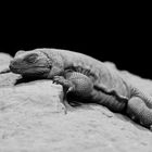 Chuckwalla