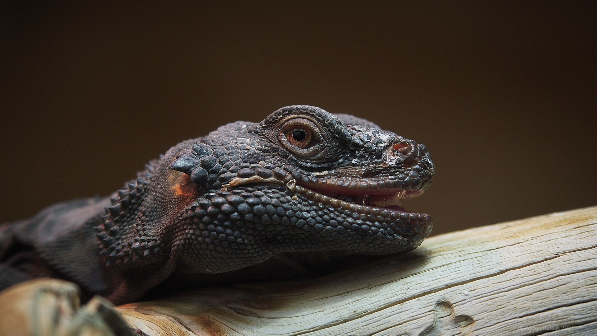 Chuckwalla 