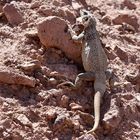 Chuckwalla