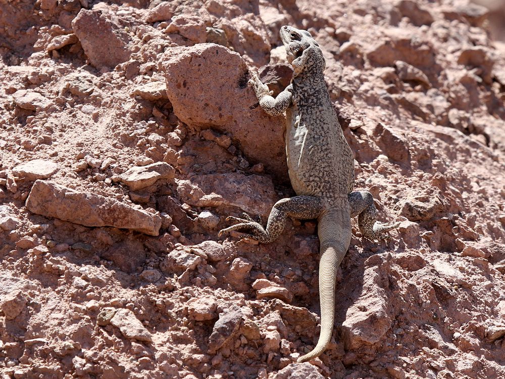 Chuckwalla