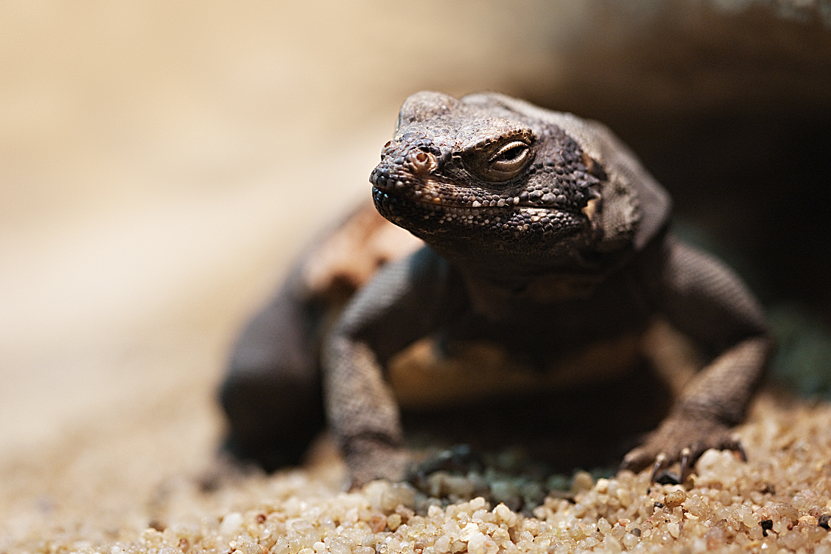 Chuckwalla