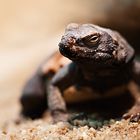 Chuckwalla