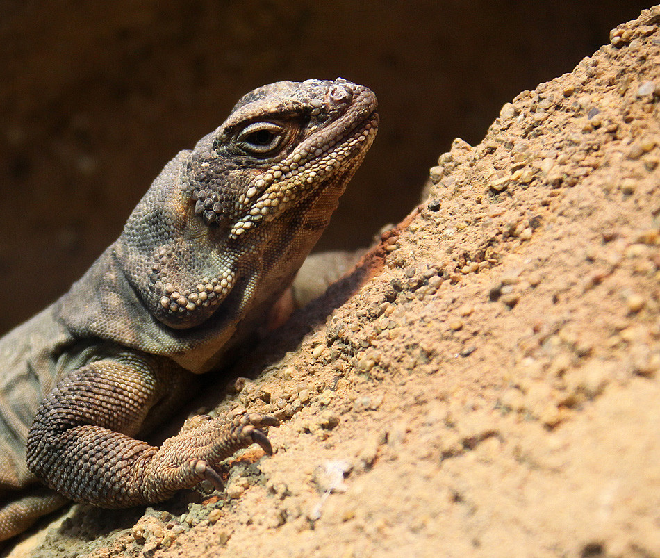 Chuckwalla