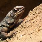 Chuckwalla