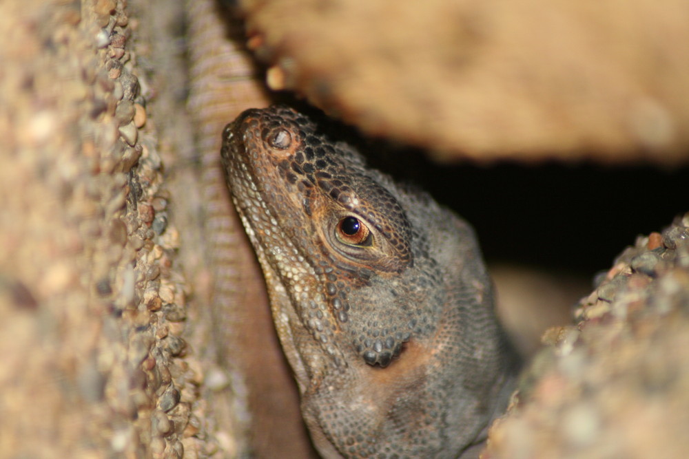 Chuckwalla