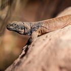 Chuckwalla I