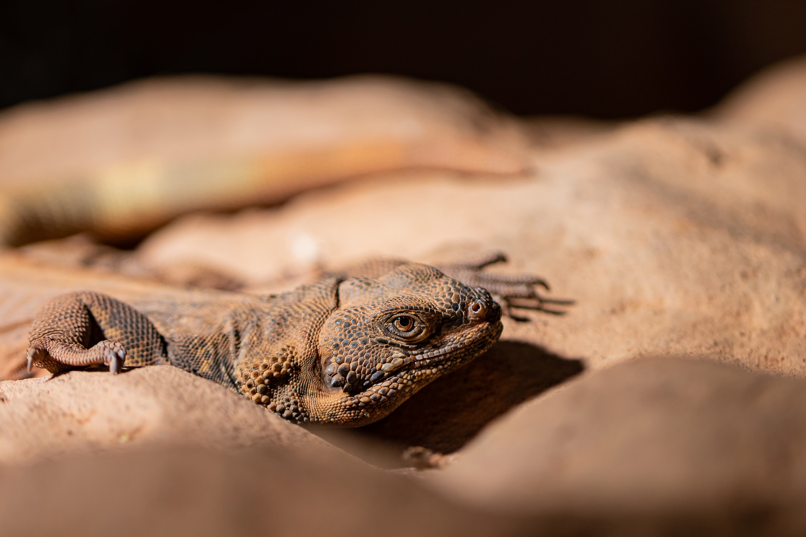 Chuckwalla II