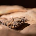 Chuckwalla II