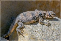 Chuckwalla oder nicht Chuckwalla