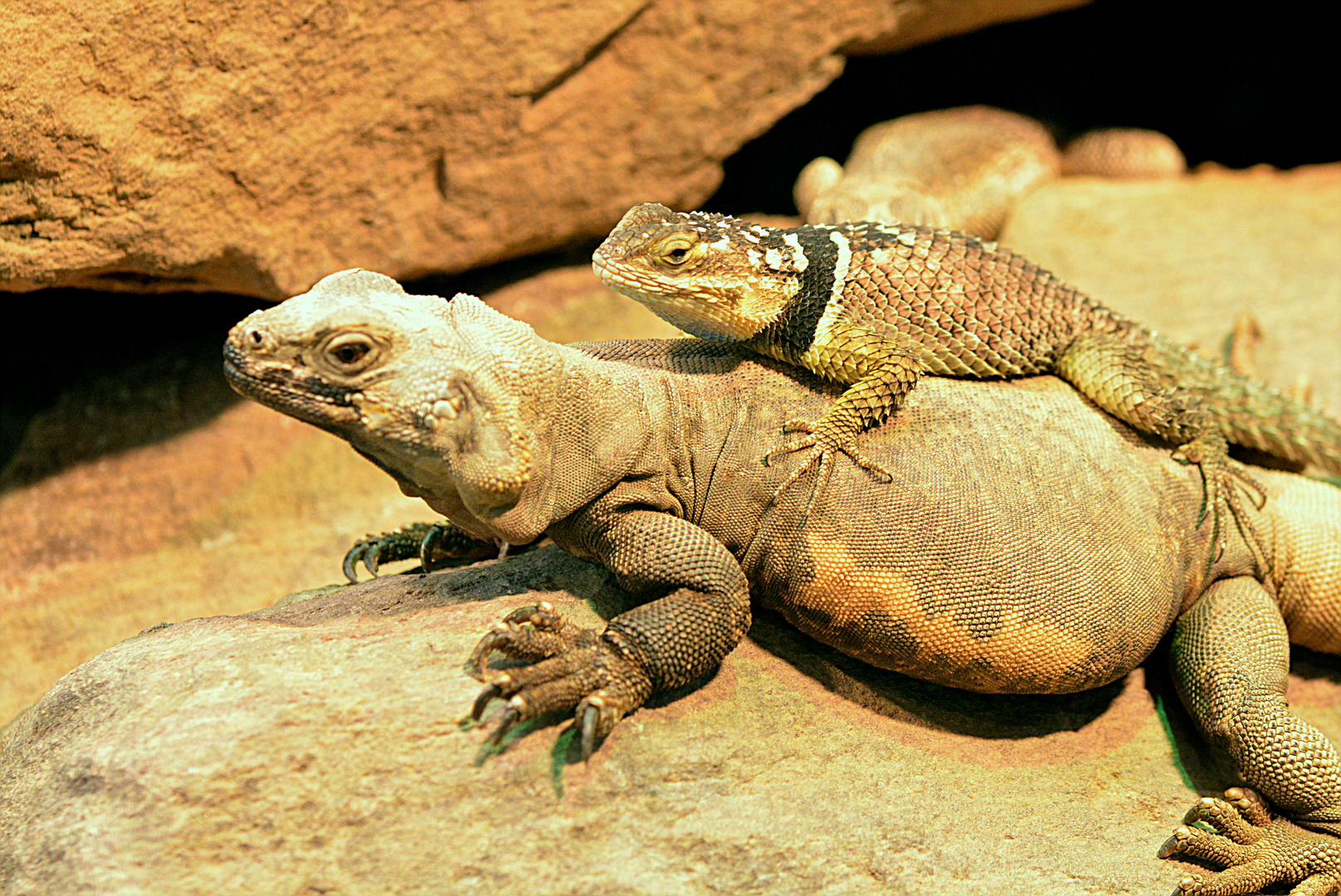 Chuckwalla (unten) und Blauer Stachelleguan (oben)