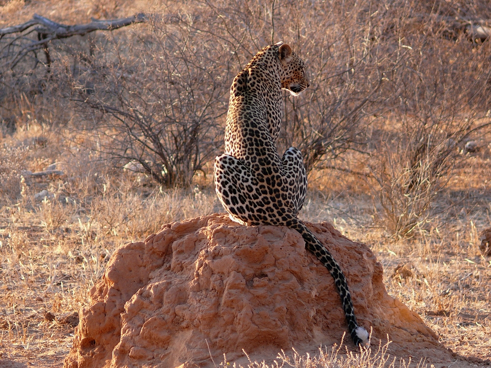 Chui, unser Freund der Leopard