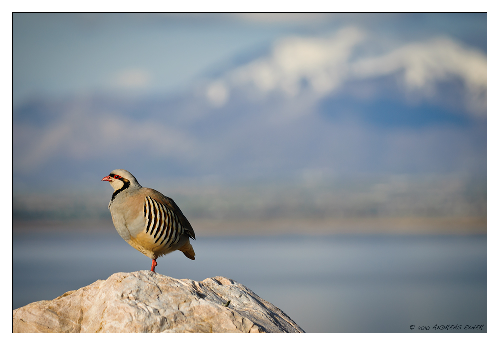 Chukar