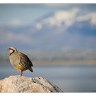 Chukar