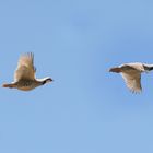 chukar