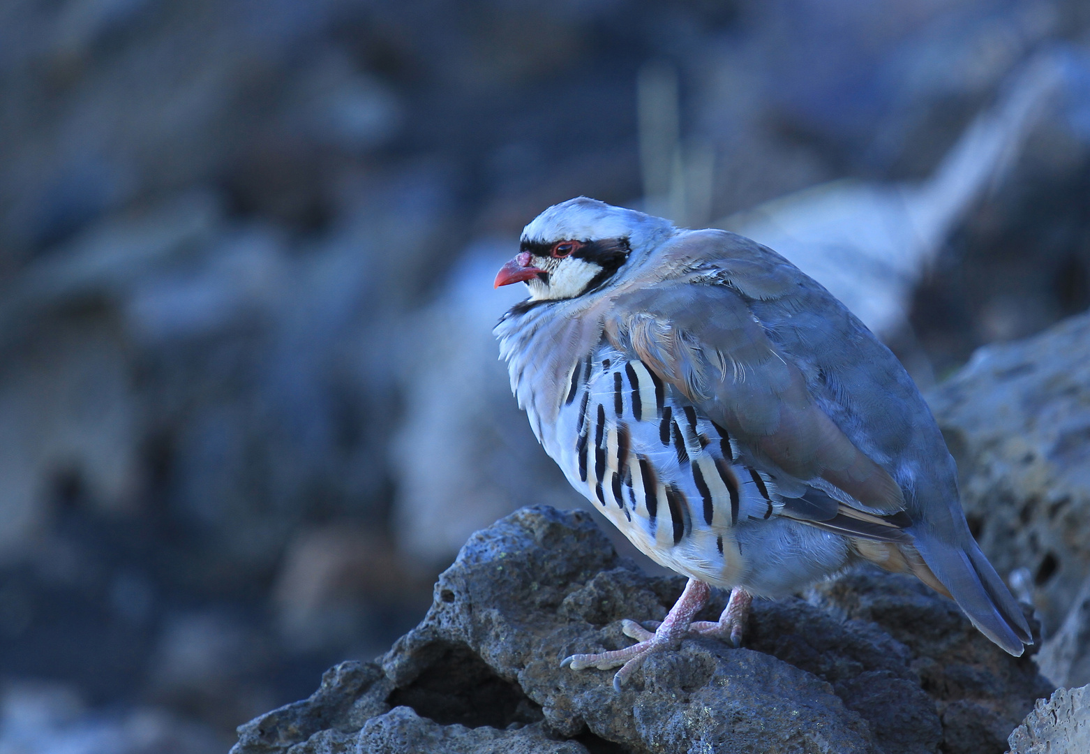 Chukar partridge