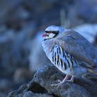 Chukar partridge