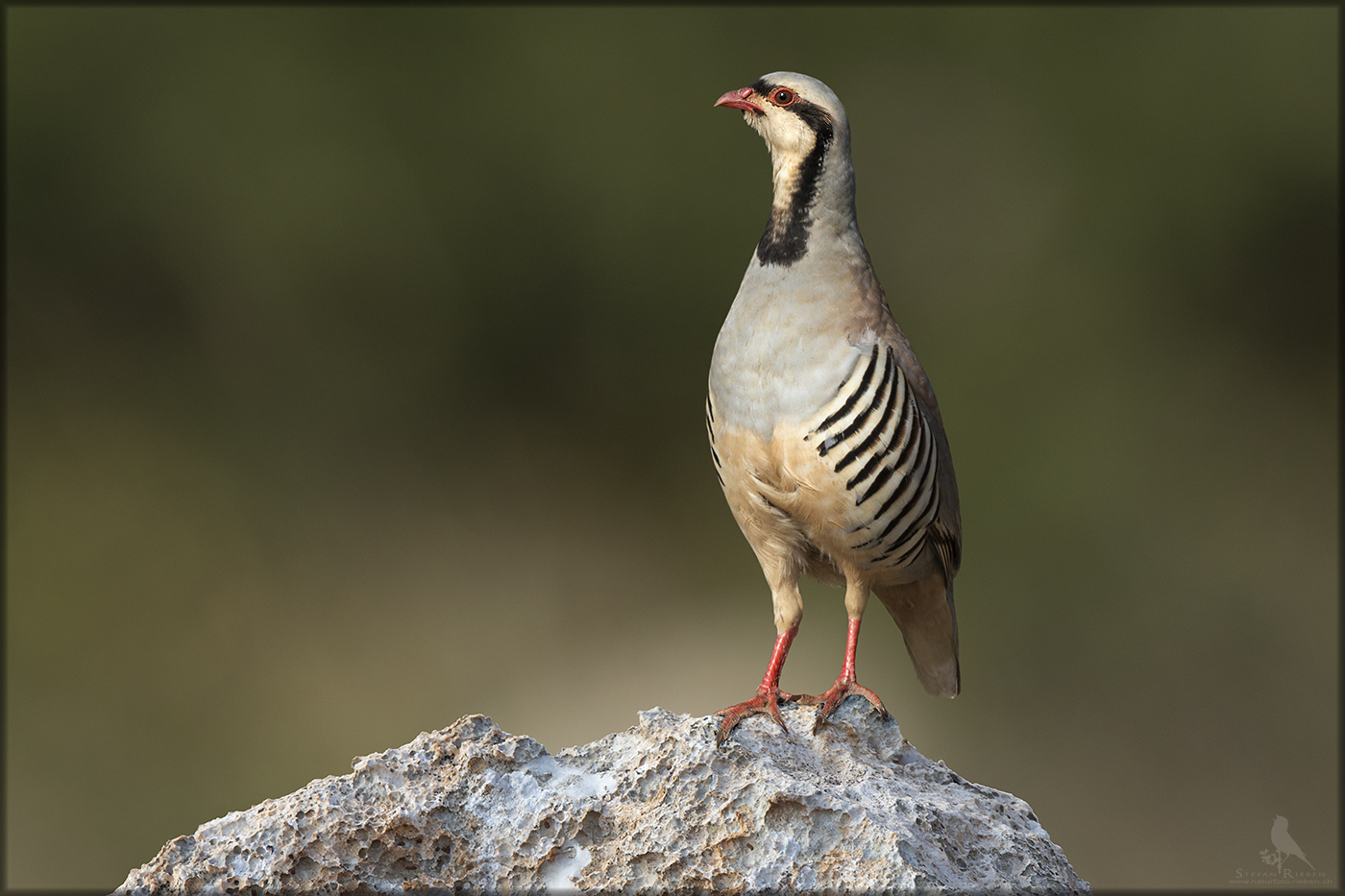 Chukarhuhn  (Alectoris chukar)